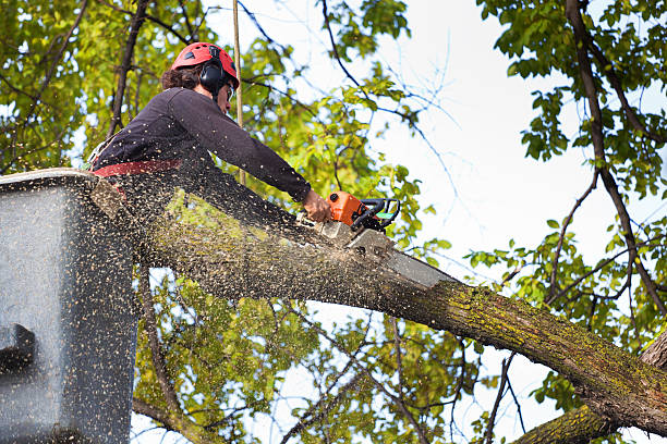 Best Tree Mulching  in Loveland, CO