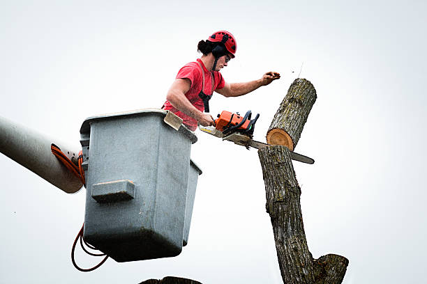 Best Firewood Processing and Delivery  in Loveland, CO